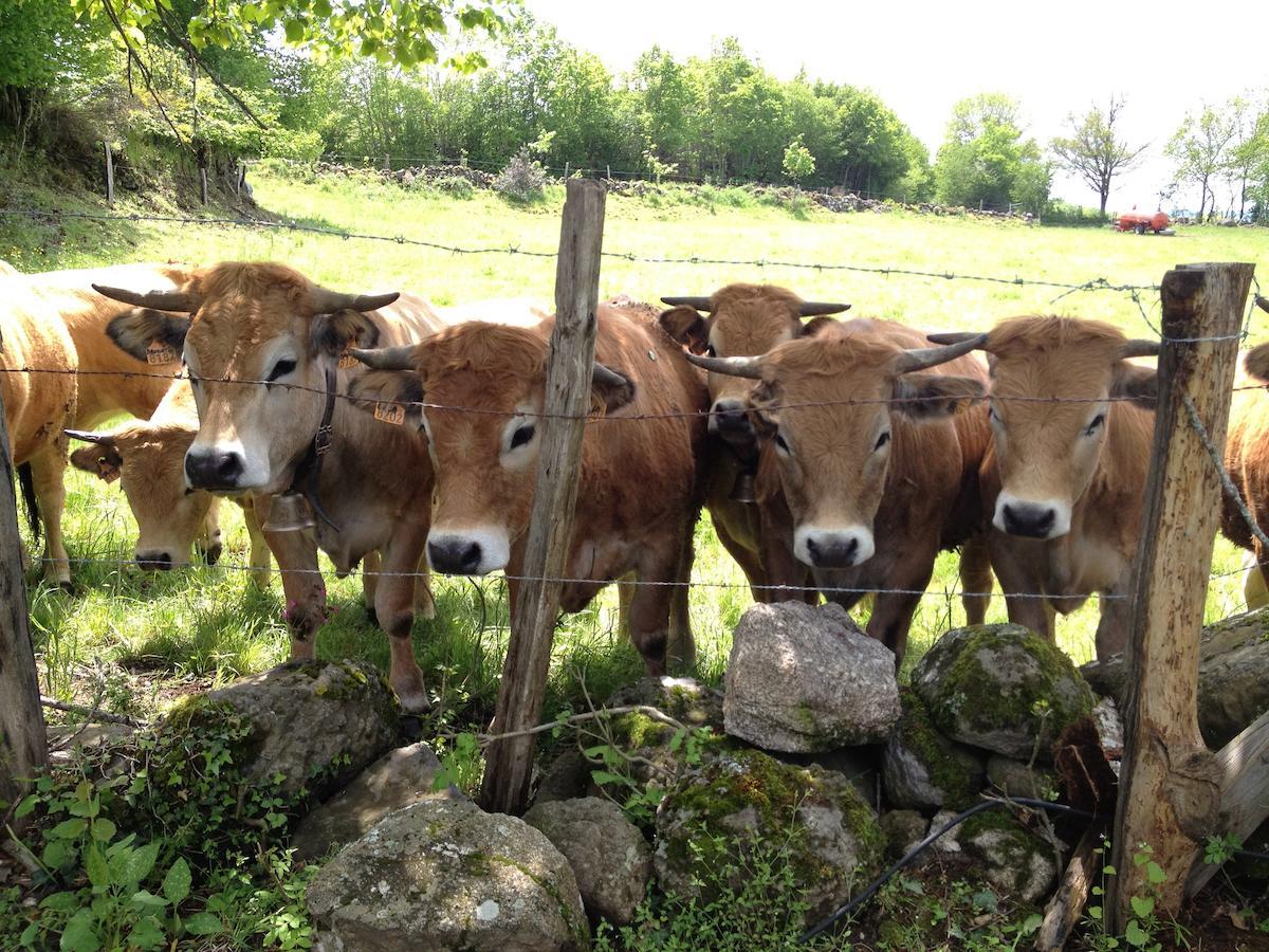 Le Clos De Banes Argences-en-Aubrac Dış mekan fotoğraf